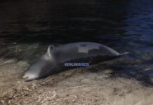 Νεκρή εντοπίστηκε φώκια Monachus monachus σε παραλία στο Φανάρι