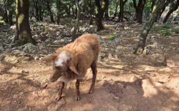 Η σιωπηλή κραυγή ενός πλάσματος – μια εικόνα που συγκλονίζει στο βουνό
