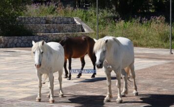 Άγρια άλογα στην Κεφαλονιά: Από τη συνύπαρξη στο πρόβλημα – «Τότε έχουμε να δούμε πολύ χειρότερα πράγματα»
