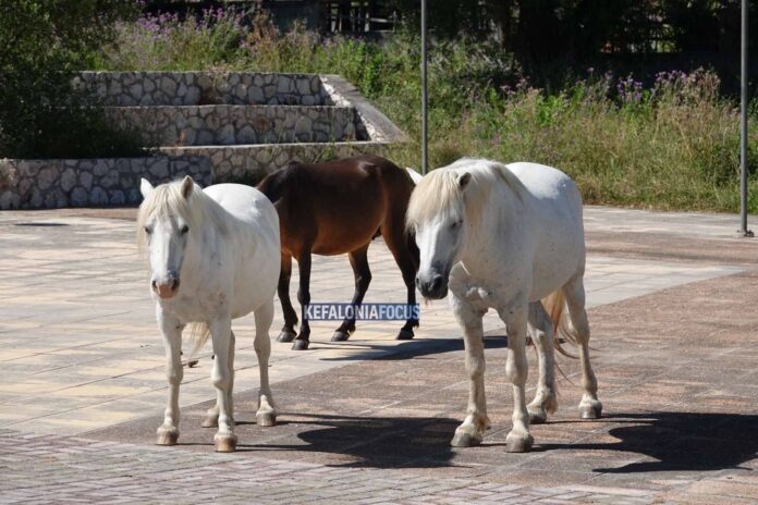 Άγρια άλογα στην Κεφαλονιά: Από τη συνύπαρξη στο πρόβλημα – «Τότε έχουμε να δούμε πολύ χειρότερα πράγματα» Άγρια άλογα στην Κεφαλονιά: Από τη συνύπαρξη στο πρόβλημα – «Τότε έχουμε να δούμε πολύ χειρότερα πράγματα»