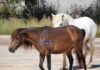 ΝΕΜΕΣΙΣ:Καταγγελίες για πυροβολισμούς και θανάτωση αλόγων του Αίνου