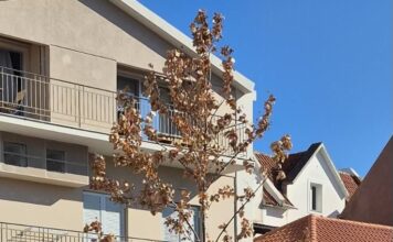 Ούτε δέκα ημέρες δεν άντεξαν τα δέντρα στην οδό Σιτεμπόρων! Από τις πανηγυρικές αναρτήσεις… στα ξεραμένα δέντρα