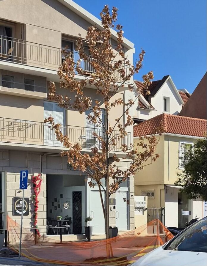Ούτε δέκα ημέρες δεν άντεξαν τα δέντρα στην οδό Σιτεμπόρων! Από τις πανηγυρικές αναρτήσεις… στα ξεραμένα δέντρα Ούτε δέκα ημέρες δεν άντεξαν τα δέντρα στην οδό Σιτεμπόρων! Από τις πανηγυρικές αναρτήσεις… στα ξεραμένα δέντρα