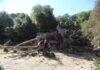 «Ο Θάνατος της Βασίλισσας»: Η συγκλονιστική ιστορία μιας υπεραιωνόβιας βελανιδιάς στην Κεφαλονιά