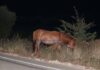 Συναγερμός στην επαρχιακή οδό Αργοστόλι–Σάμη: Άλογο στη μέση του δρόμου – Κίνδυνος σοβαρού ατυχήματος!