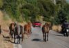 Κεφαλονιά :Καμπανάκι κινδύνου για τα ανεπιτήρητα άλογα – Η Help Horses Ymittos ζητά άμεσες λύσεις πριν θρηνήσουμε θύματα!