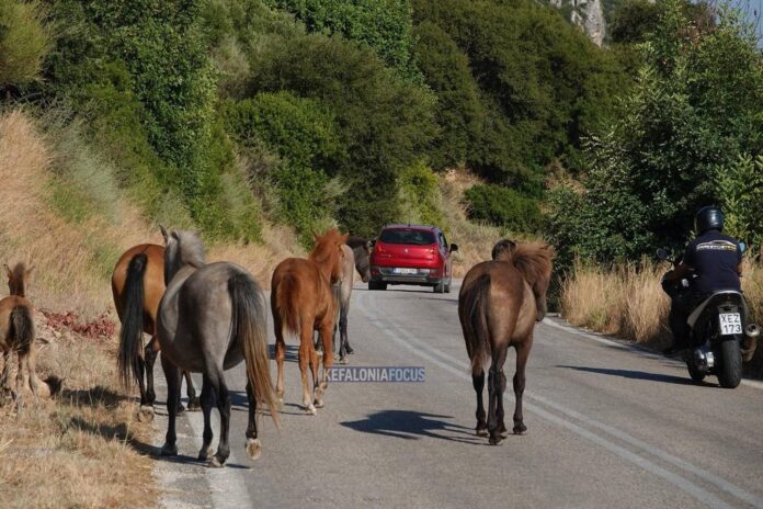 Κεφαλονιά :Καμπανάκι κινδύνου για τα ανεπιτήρητα άλογα – Η Help Horses Ymittos ζητά άμεσες λύσεις πριν θρηνήσουμε θύματα! Κεφαλονιά :Καμπανάκι κινδύνου για τα ανεπιτήρητα άλογα – Η Help Horses Ymittos ζητά άμεσες λύσεις πριν θρηνήσουμε θύματα!