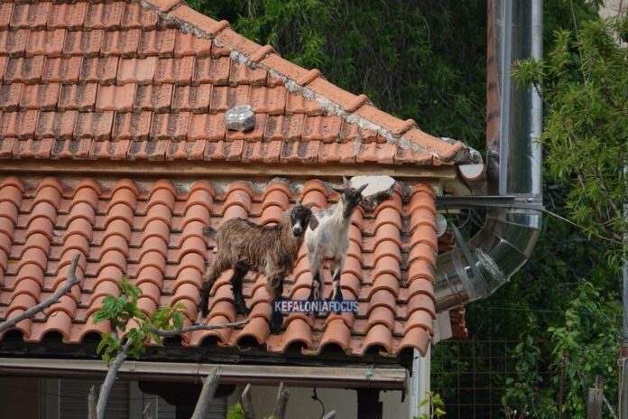 Μοναδικές εικόνες της αυθεντικής Κεφαλονιάς στα Κομιτάτα – Γίδες σκαρφαλωμένες στα κεραμίδια! Μοναδικές εικόνες της αυθεντικής Κεφαλονιάς στα Κομιτάτα – Γίδες σκαρφαλωμένες στα κεραμίδια!