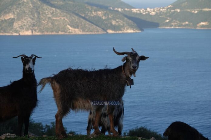 Οι αίγες της Ερύσσου – Η Κεφαλονιά της γης και της ελευθερίας Οι αίγες της Ερύσσου – Η Κεφαλονιά της γης και της ελευθερίας